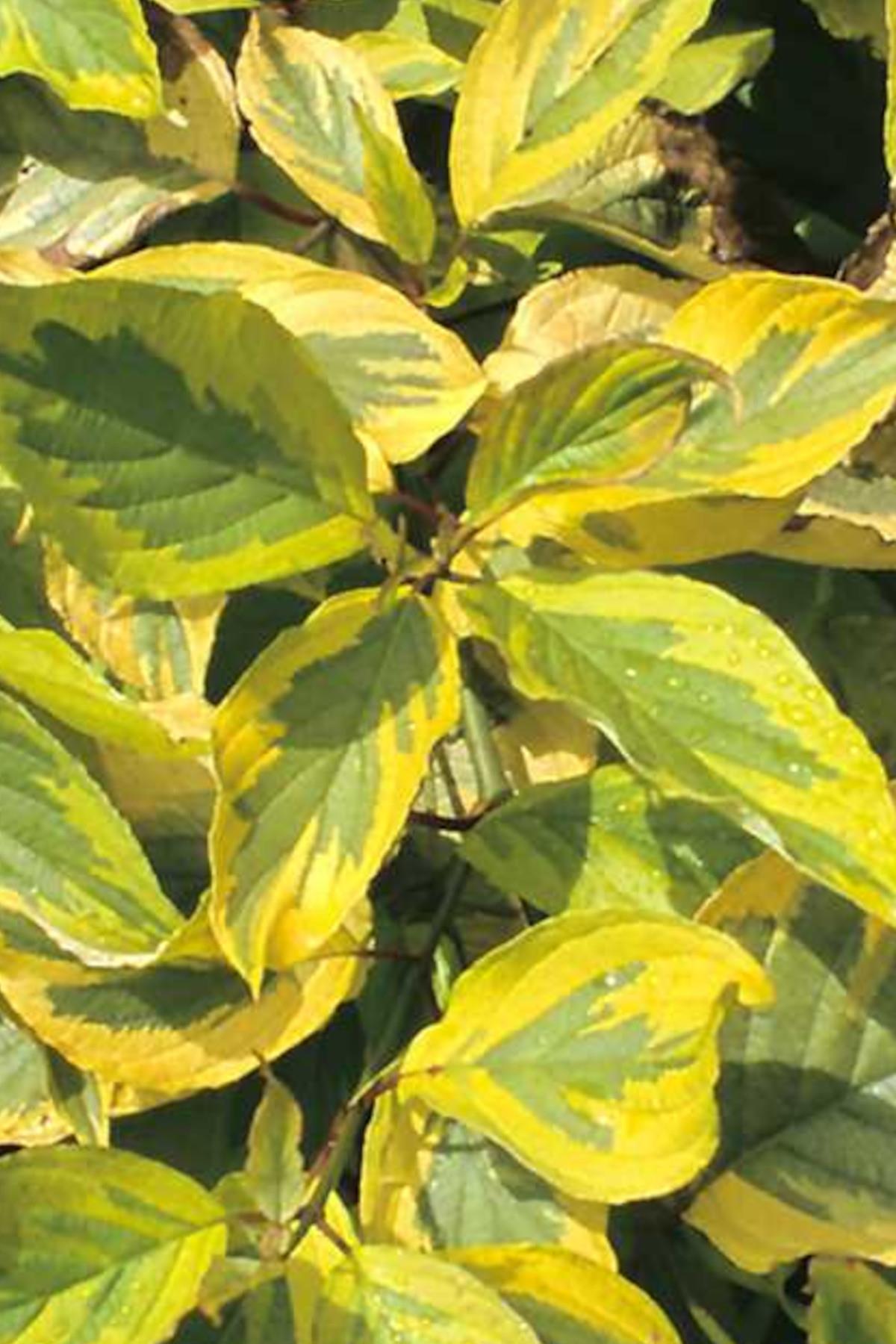 Cornus alba spaethii Yarı Bodur Alaca Yaprak Süs Kızılcık fidanı