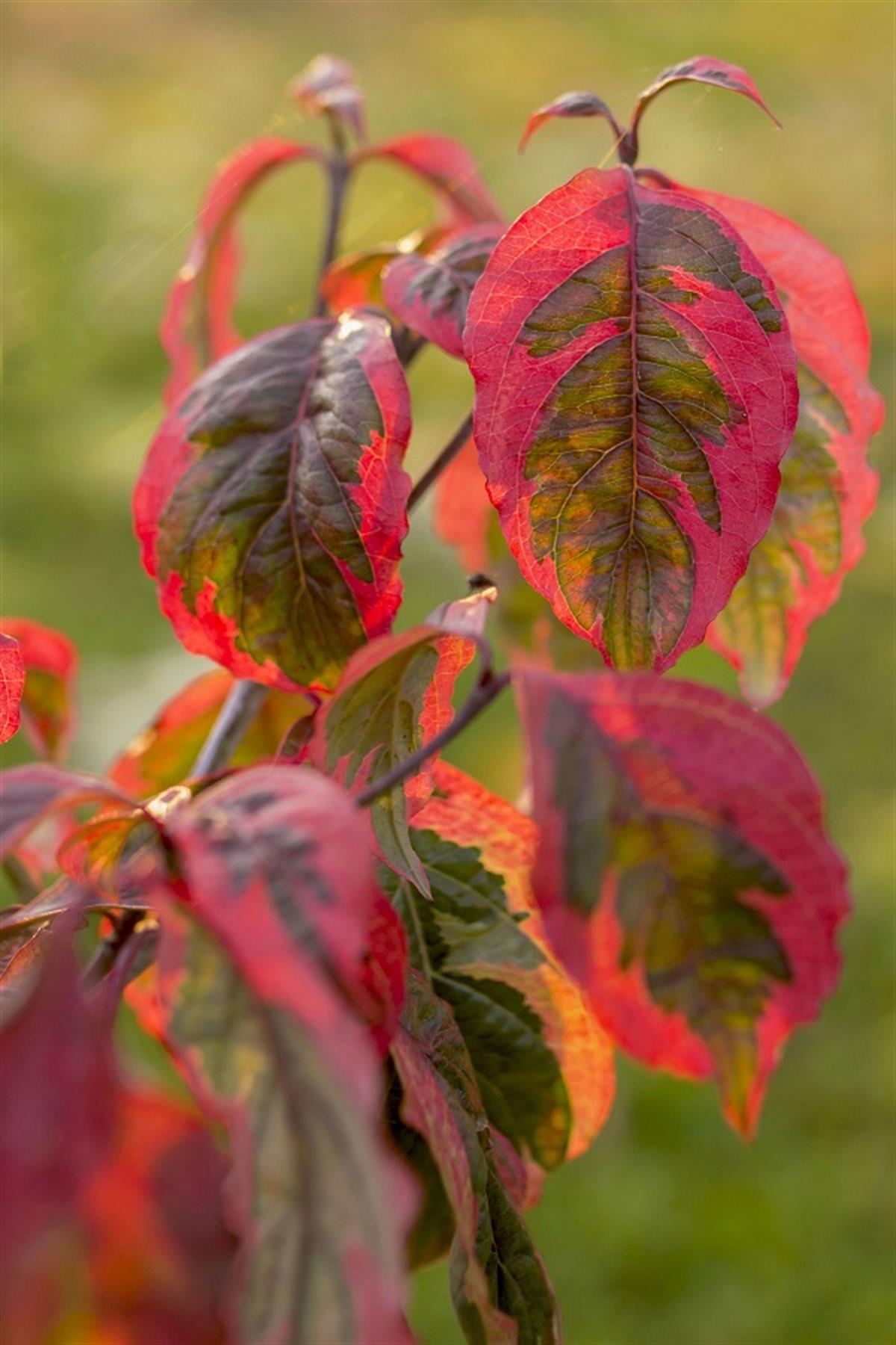 Cornus Büyük çiçekli Süs Kızılcık fidanı Cherokee Daybreak