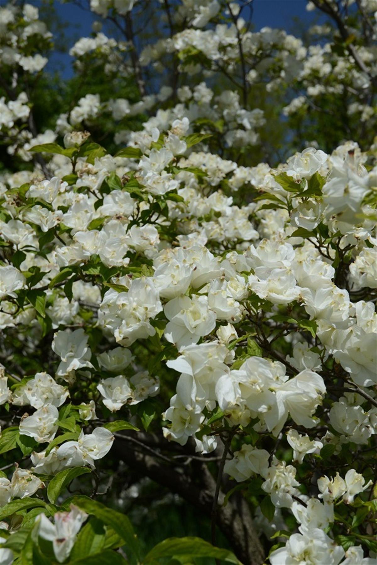 Cornus Büyük çiçekli Süs Kızılcık fidanı Pluribracteata