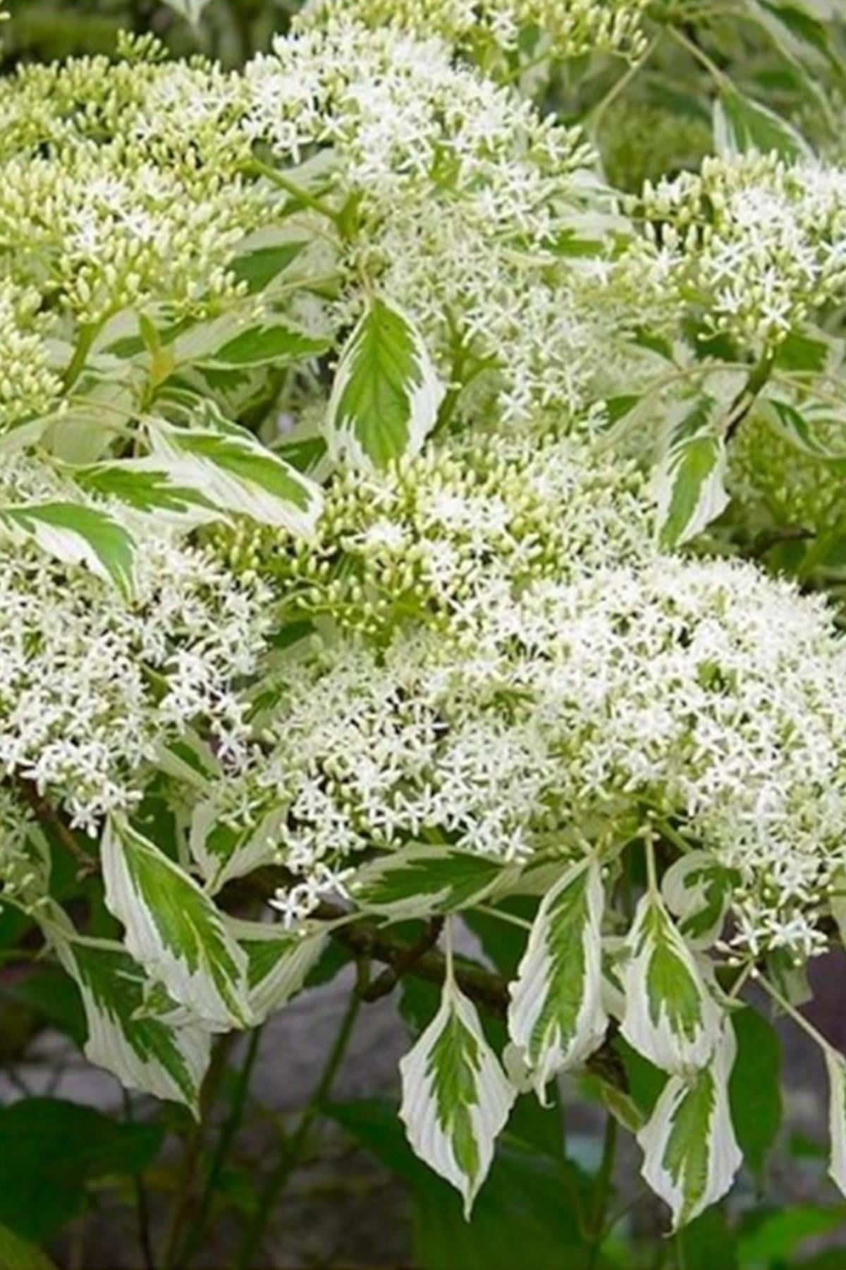 Cornus controversa Variegata alaca yapraklı süs kızılcık fidanı