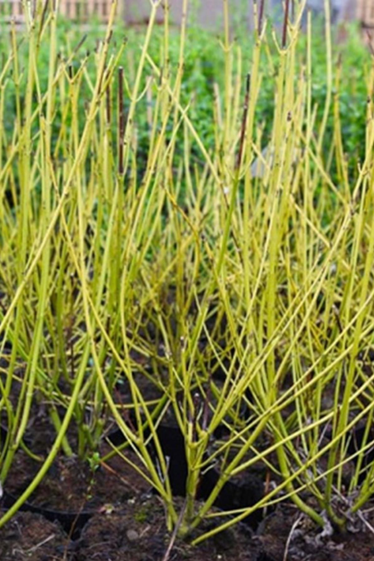 Cornus sericea Flaviramea Lime Dallı Süs Kızılcık fidanı