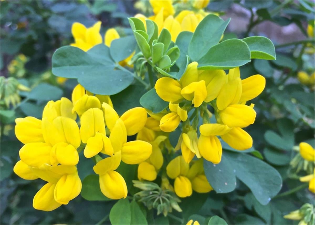 Coronilla glauca