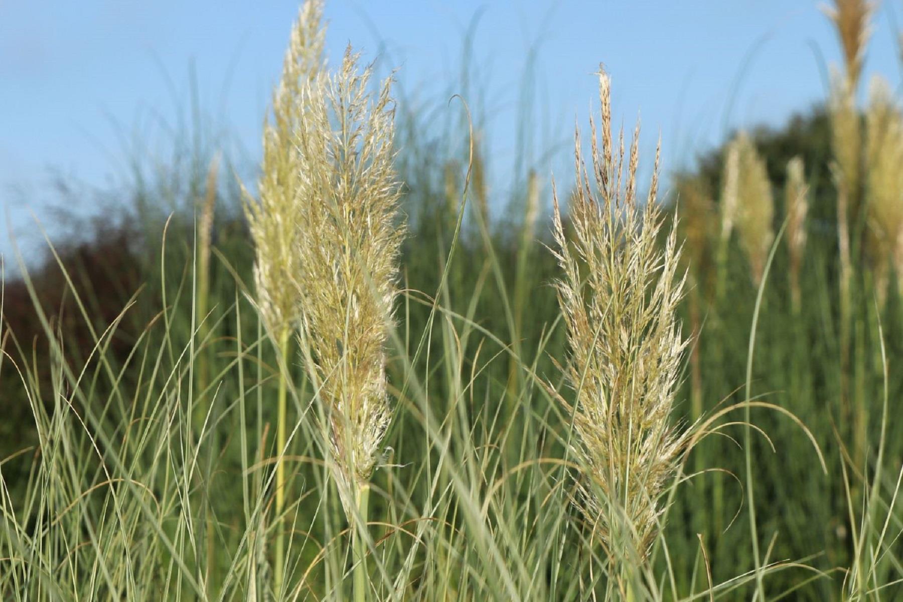 Cortaderia sellona  Bataklık Sazı Pampas Otu fidanı- Silver Star