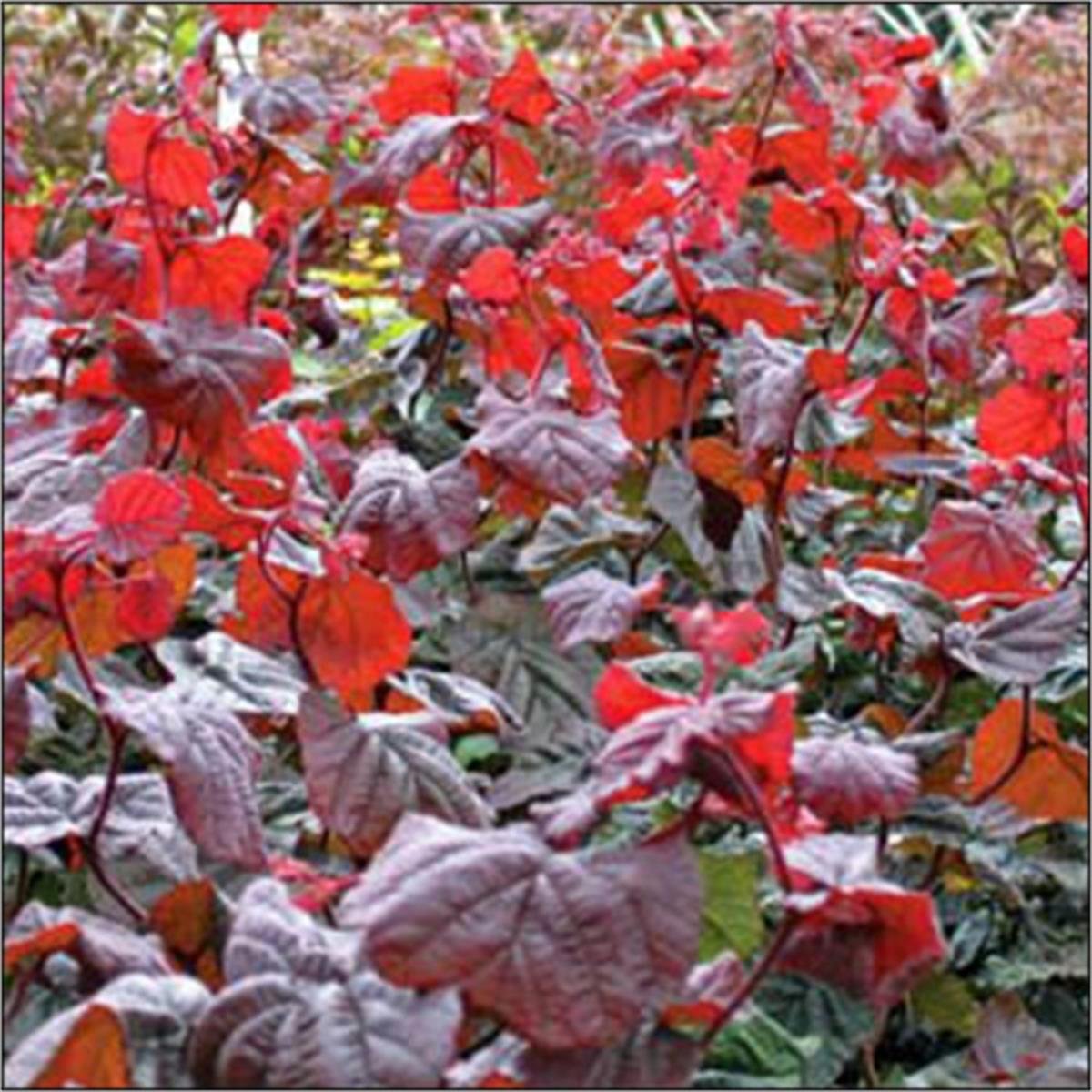 Corylus avellana Red Majestic Kıvırcık Süs Fındığı fidanı