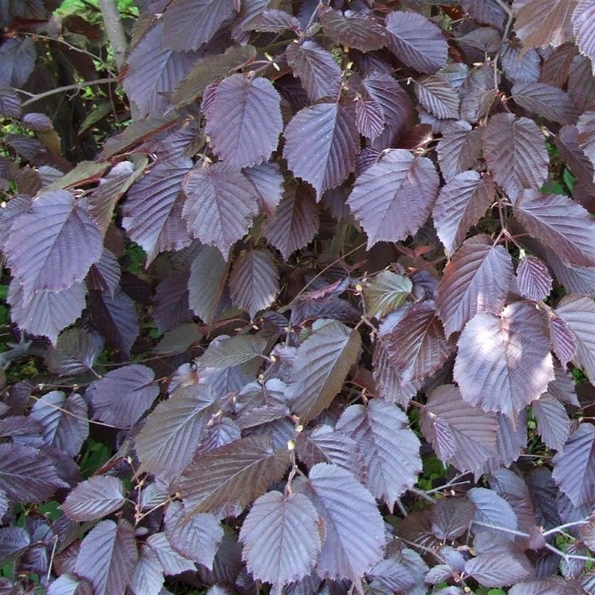 Corylus maxima Purpurea Lambert Fındığı fidanı