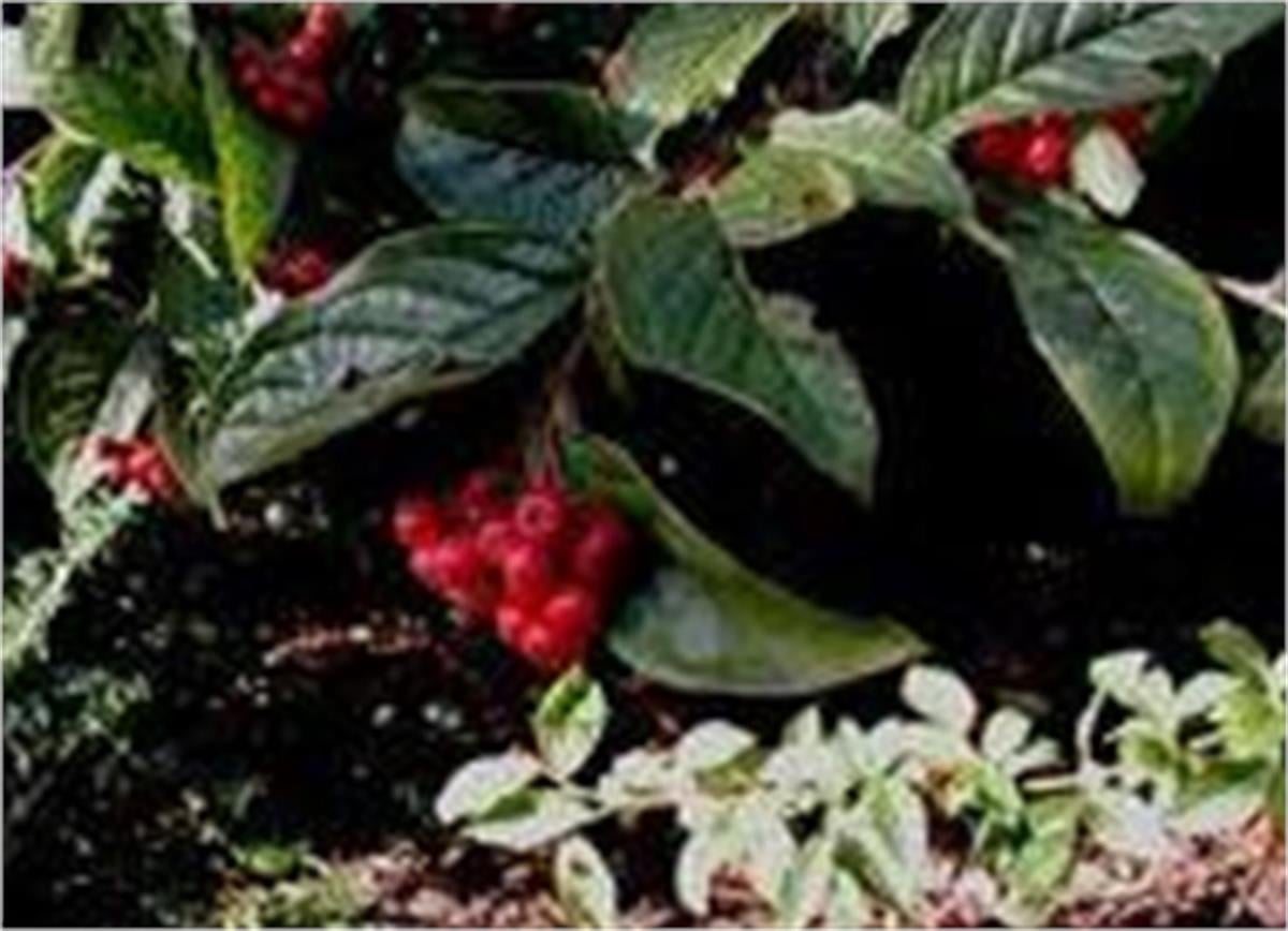 Cotoneaster bullatus Dağ Muşmulası fidanı