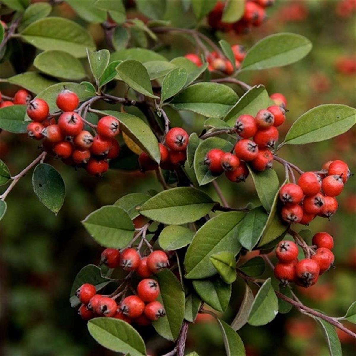 Cotoneaster franchetii Dağ muşmulası fidanı