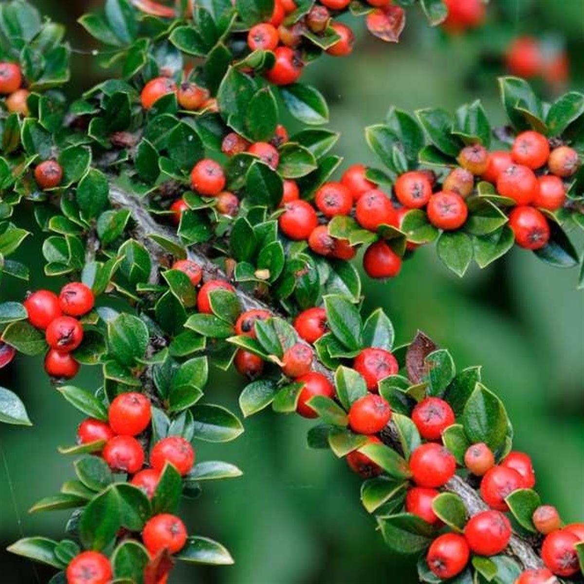 Cotoneaster horizontalis Dağ Muşmulası fidanı