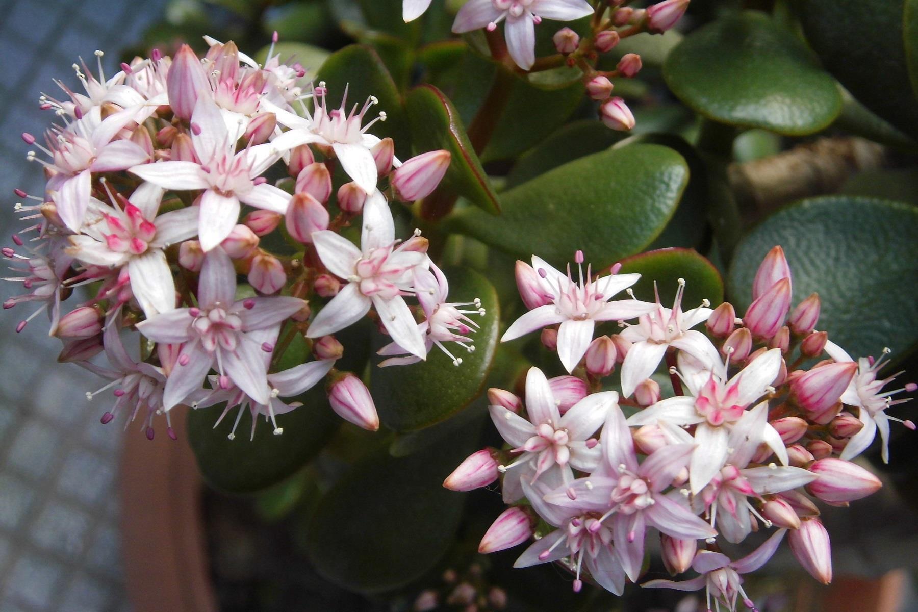 Crassula ovata Para Çiçeği