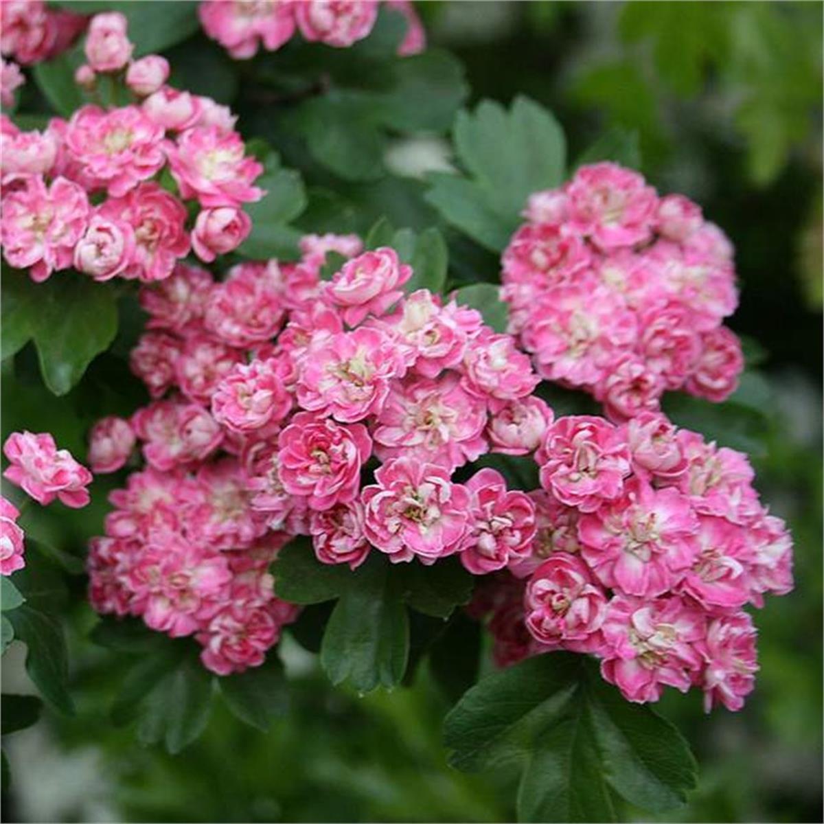 Crataegus laevigata Rosea flore pleno Kırmızı alıç fidanı