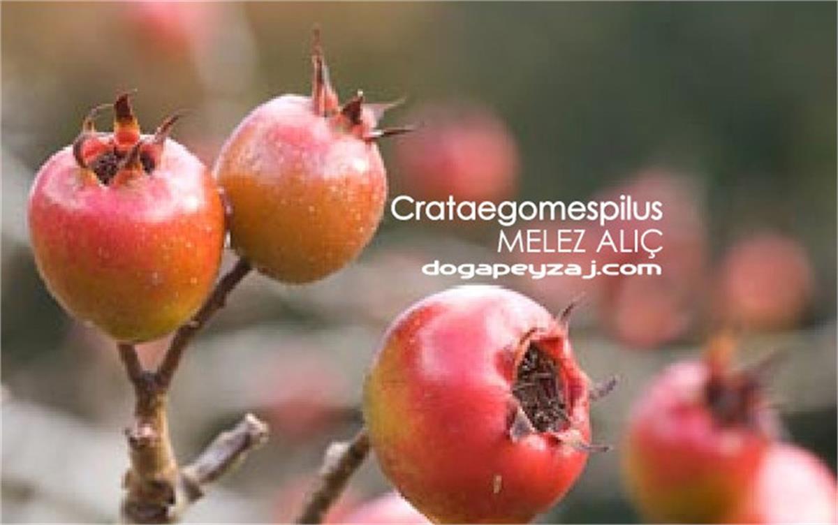 Crataegus mespilus Melez alıç fidanı