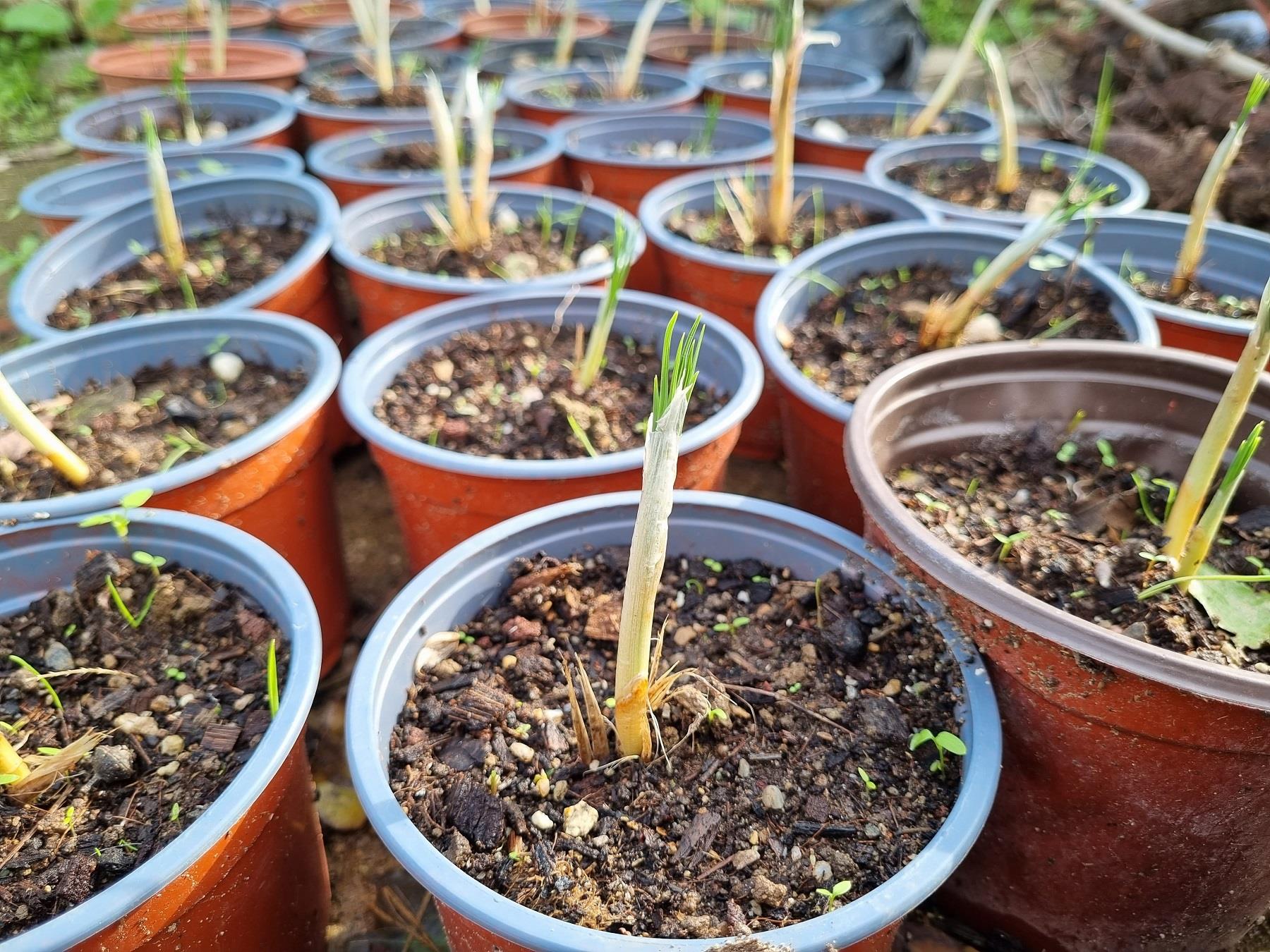 Crocus sativus 1 adet Safran Soğanı