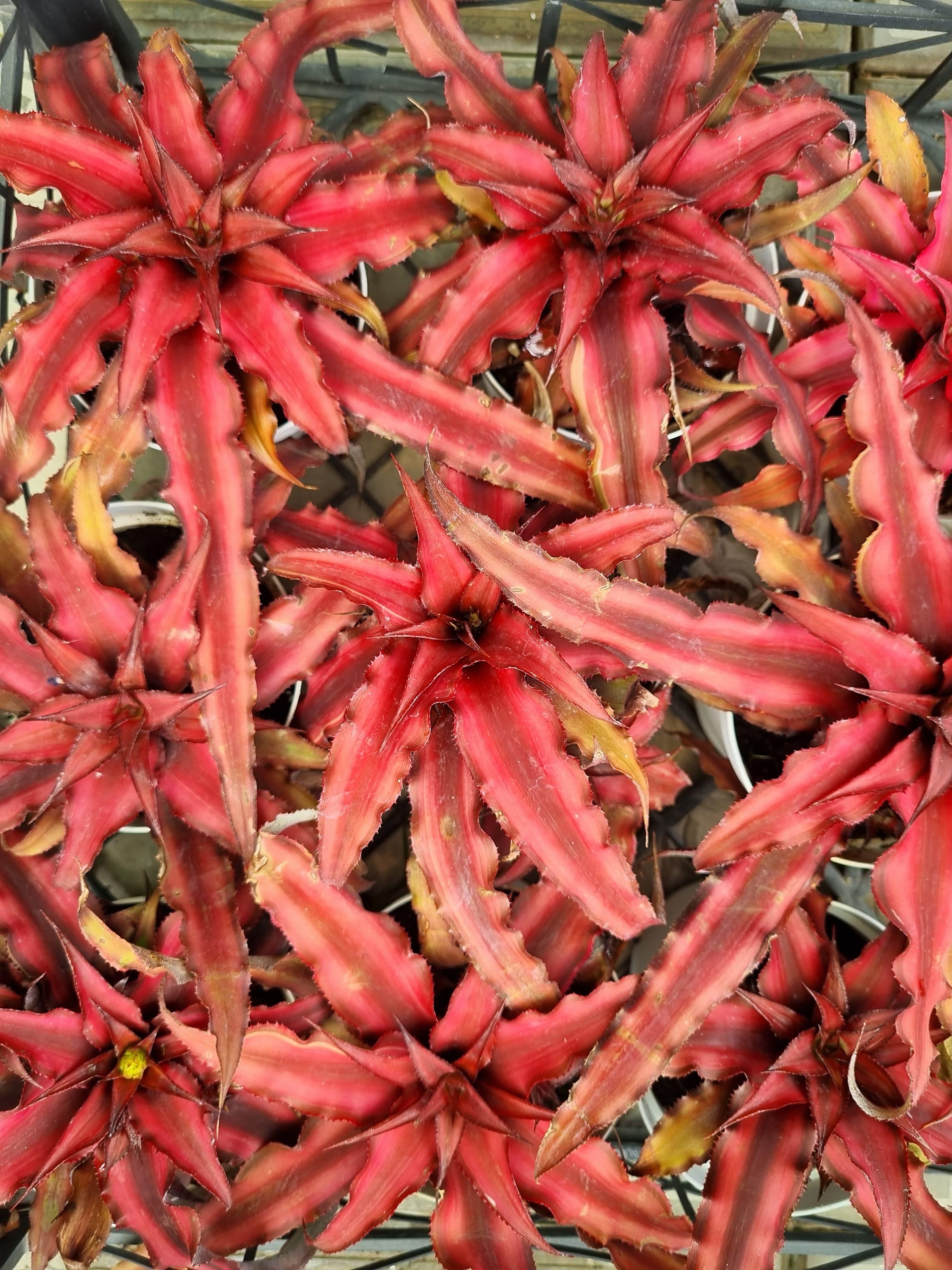 Cryptanthus bivittatus Kırmızı rozet fidesi