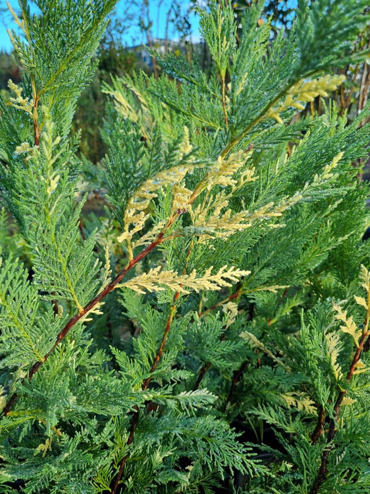 Cupressocyparis leylandii variegata Alacalı Leylandi fidan