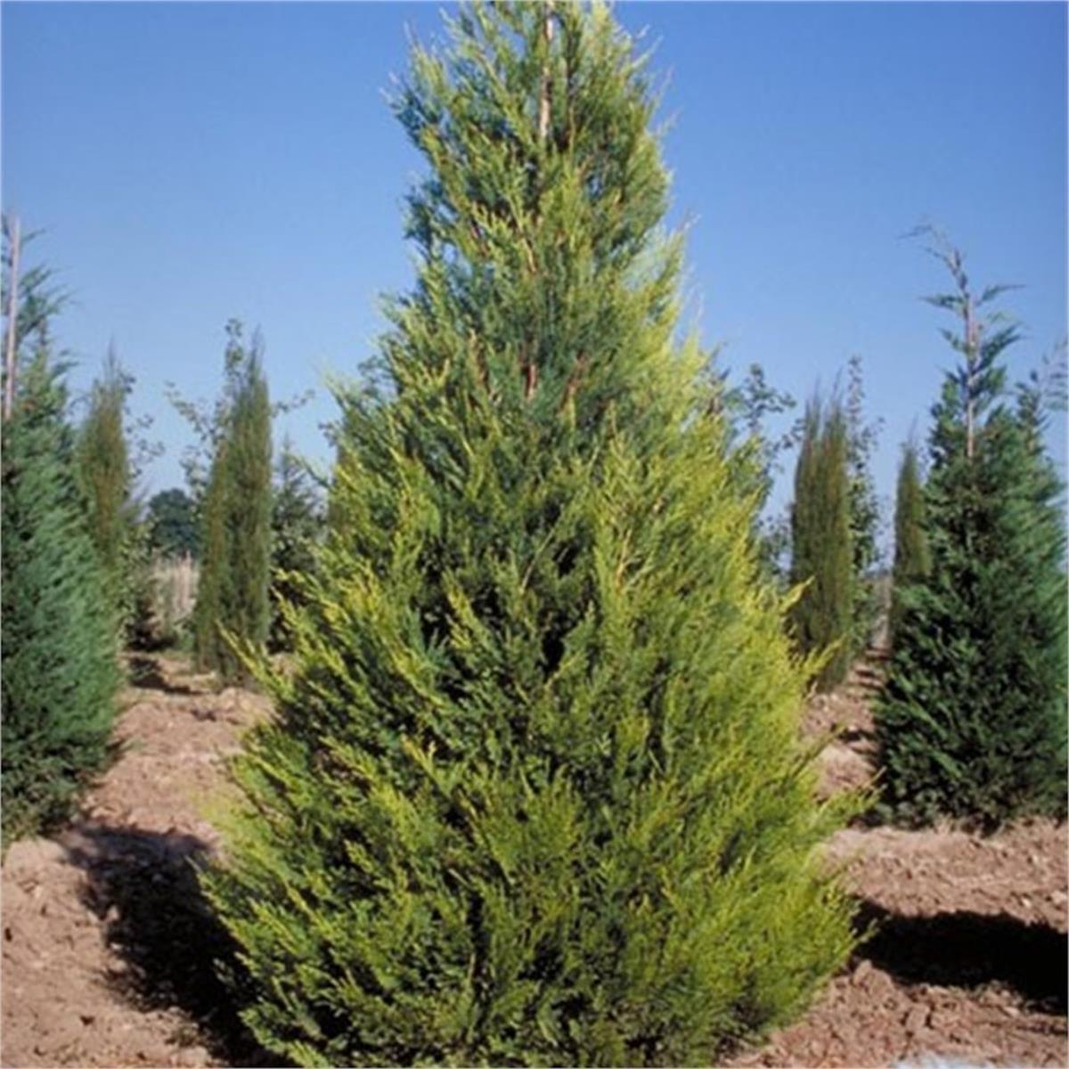 Cupressoyparis leylandii Castlewelland gold sarı leylandi fidanı