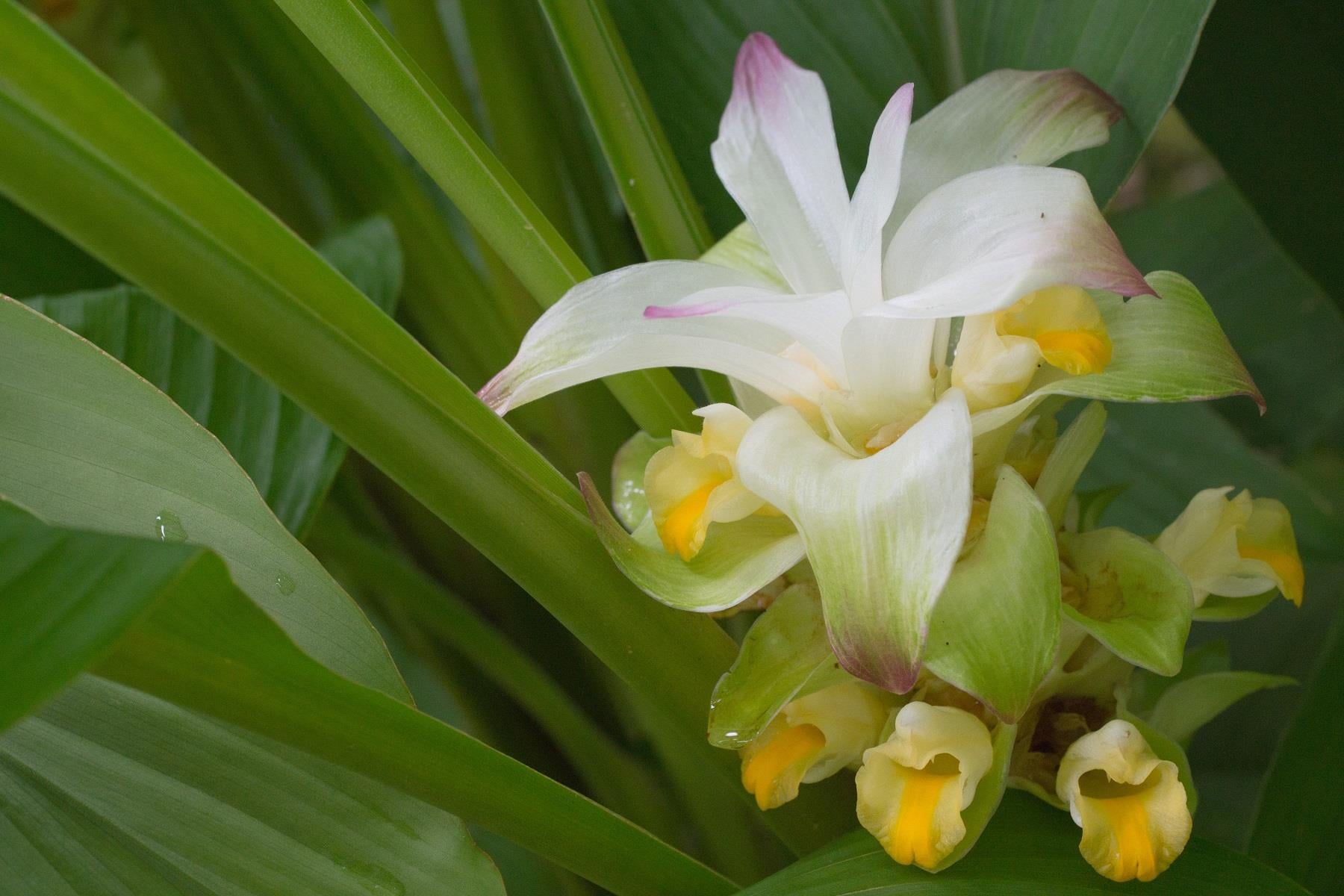 Curcuma longa Zerdeçal fidanı