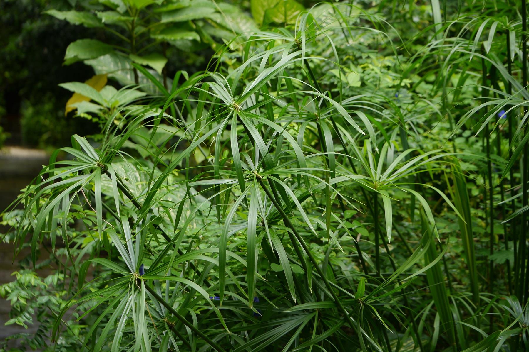 Cyperus alternifolius nana Bodur Japon Şemsiyesi Fidanı
