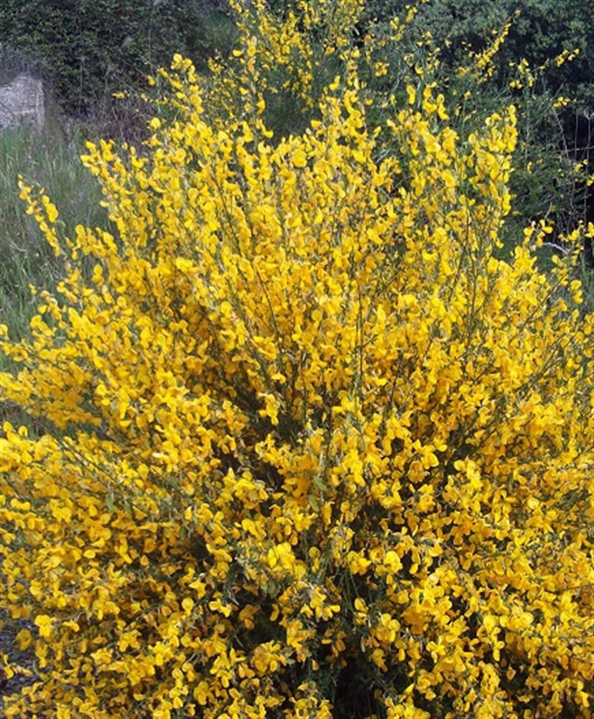 Cytisus scoparius Vanesse