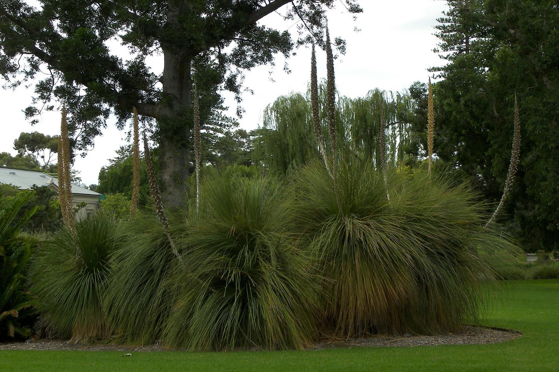 Dasylirion longissimum