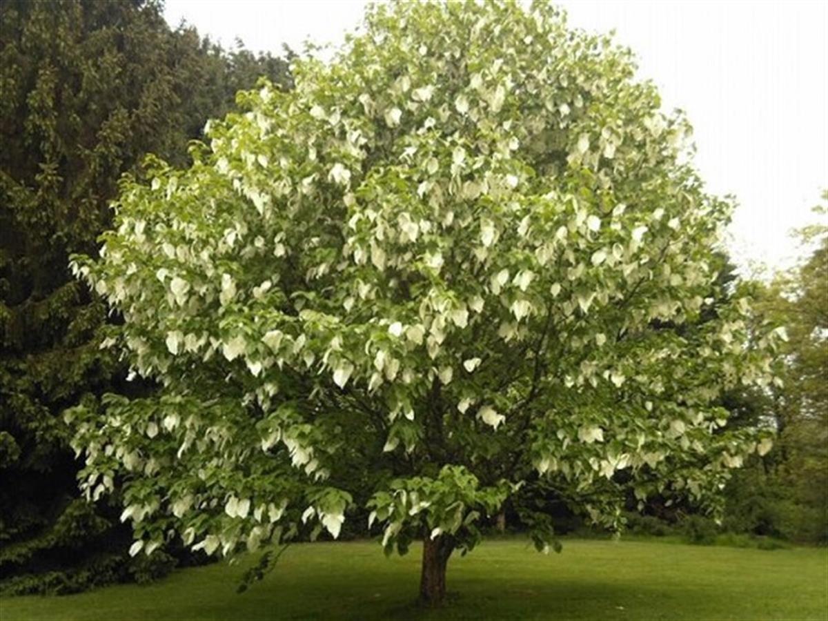 Davidia involucrata Mendil Ağacı fidanı
