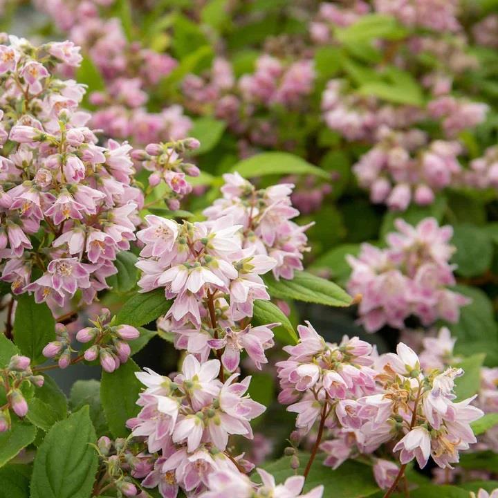 Deutzia Raspberry sundae havlu püskülü fidanı
