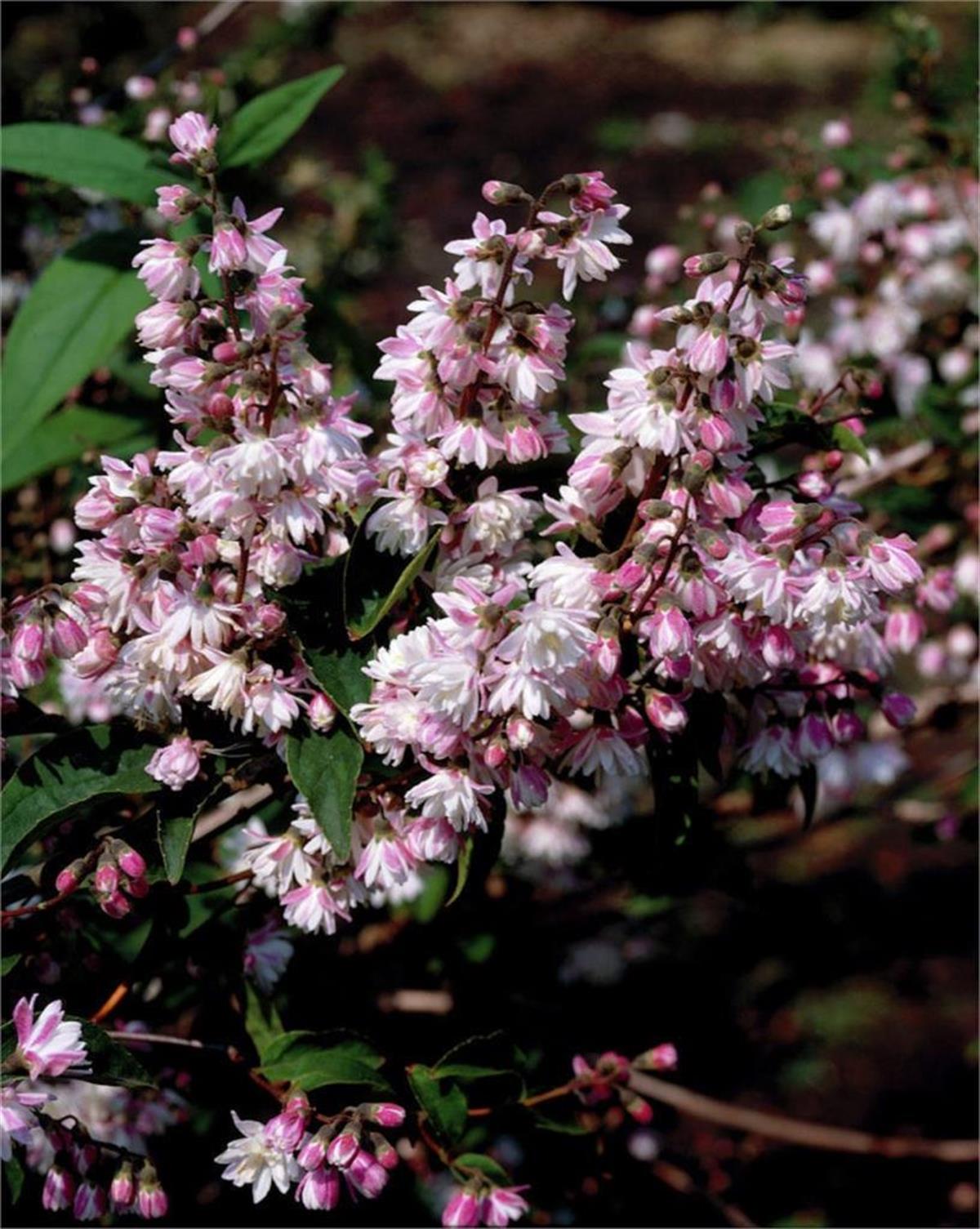 Deutzia scabra Codsall Pink Havlu Püskülü fidanı