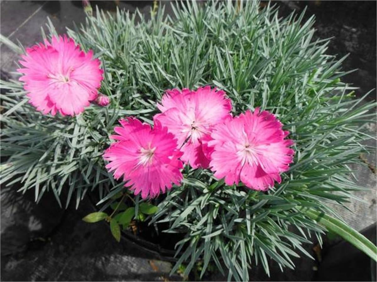 Dianthus gratianopolitanus Firewitch Mavi Çin karanfil fidesi
