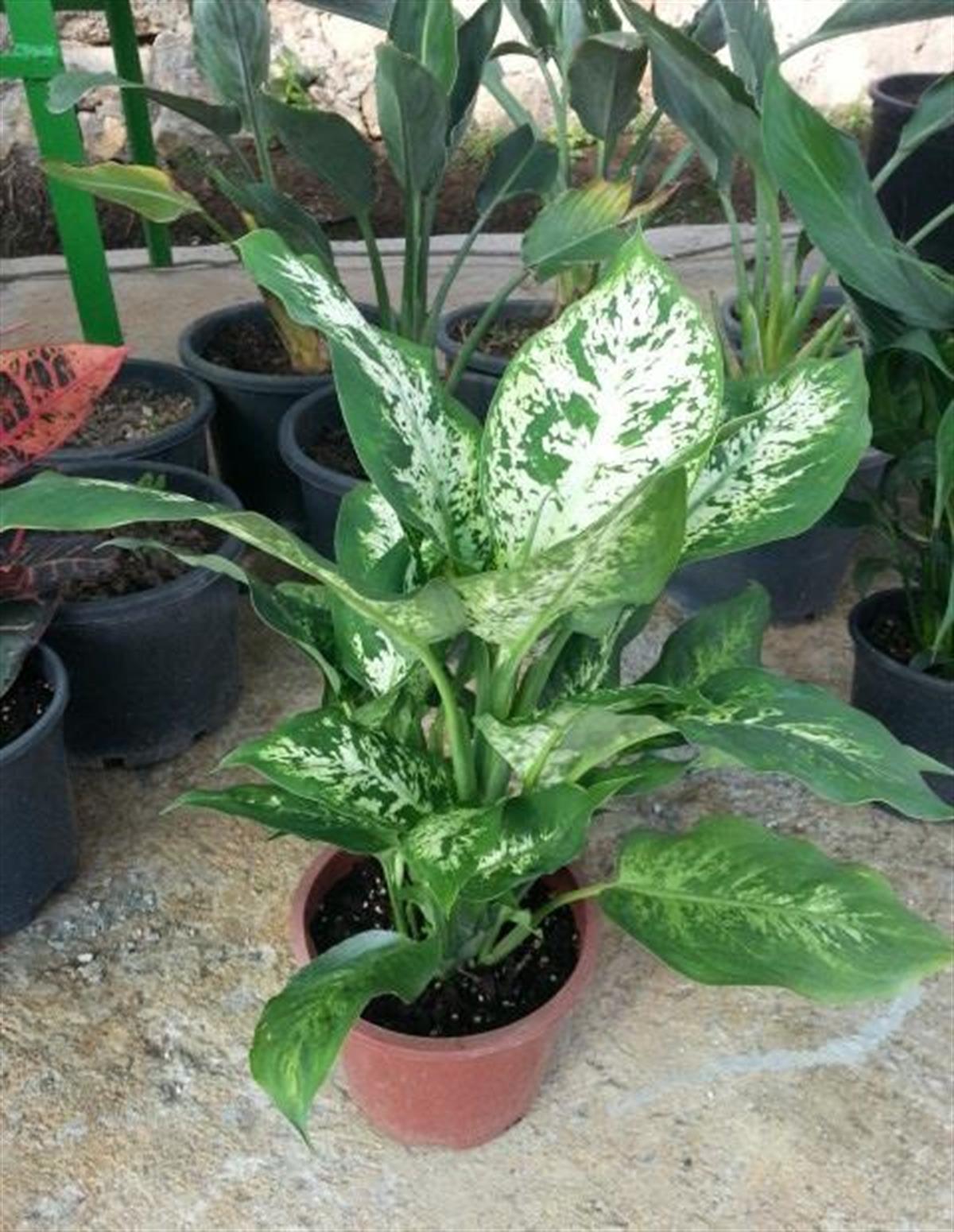 Dieffenbachia camilla Difenbahya