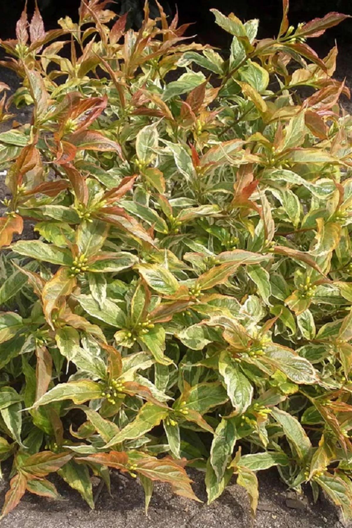 Diervilla rivularis Honey Surprise weigela yapraklı hanımeli