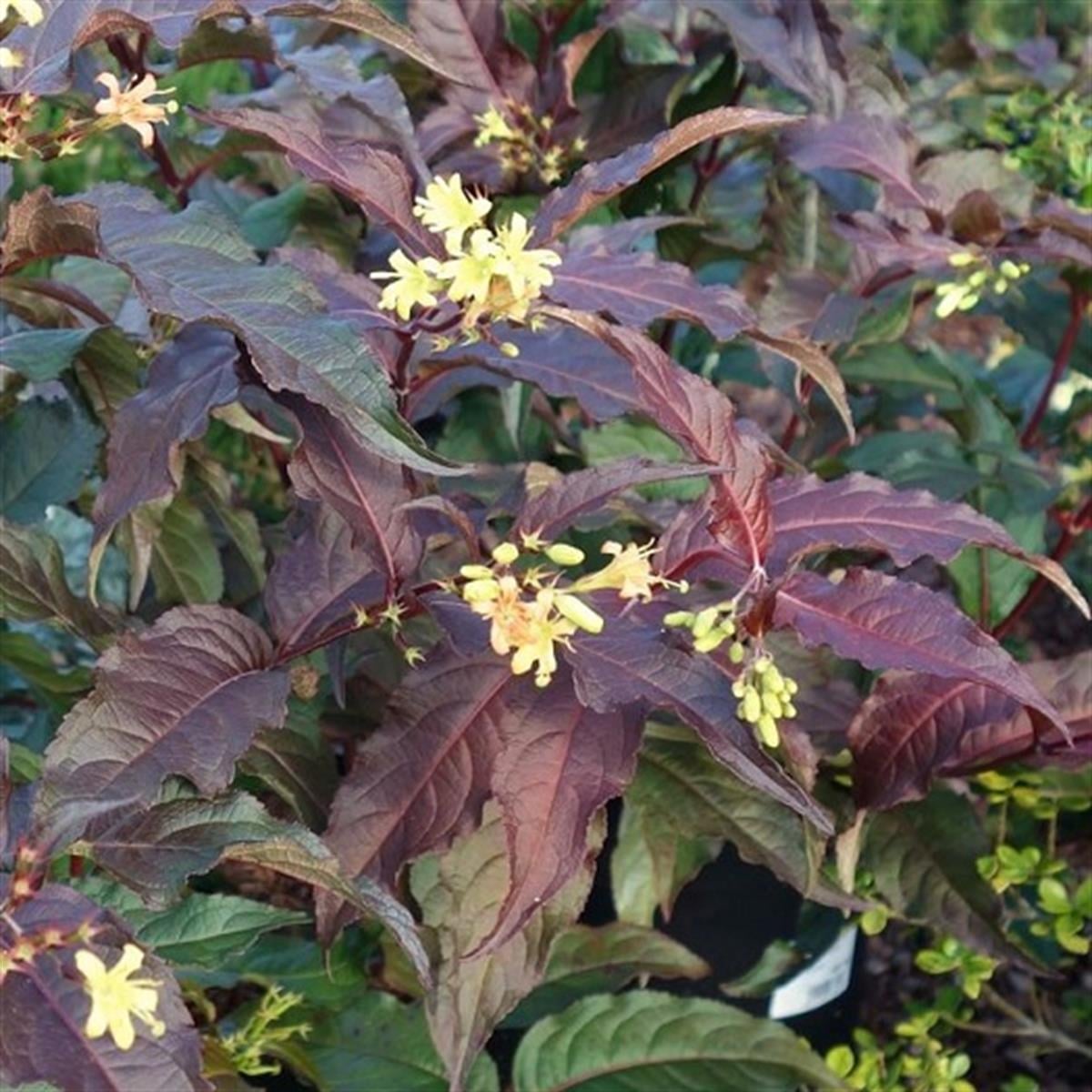 Diervilla splendens El Madrigal weigela yapraklı hanımeli fidanı