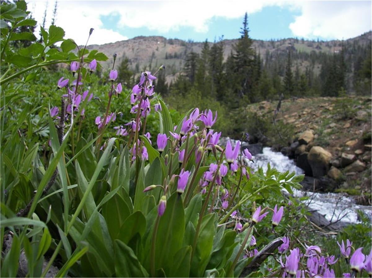 Dodecatheon jeffrey Deli Menekşe Kayan Yıldız Çiçeği fidesi