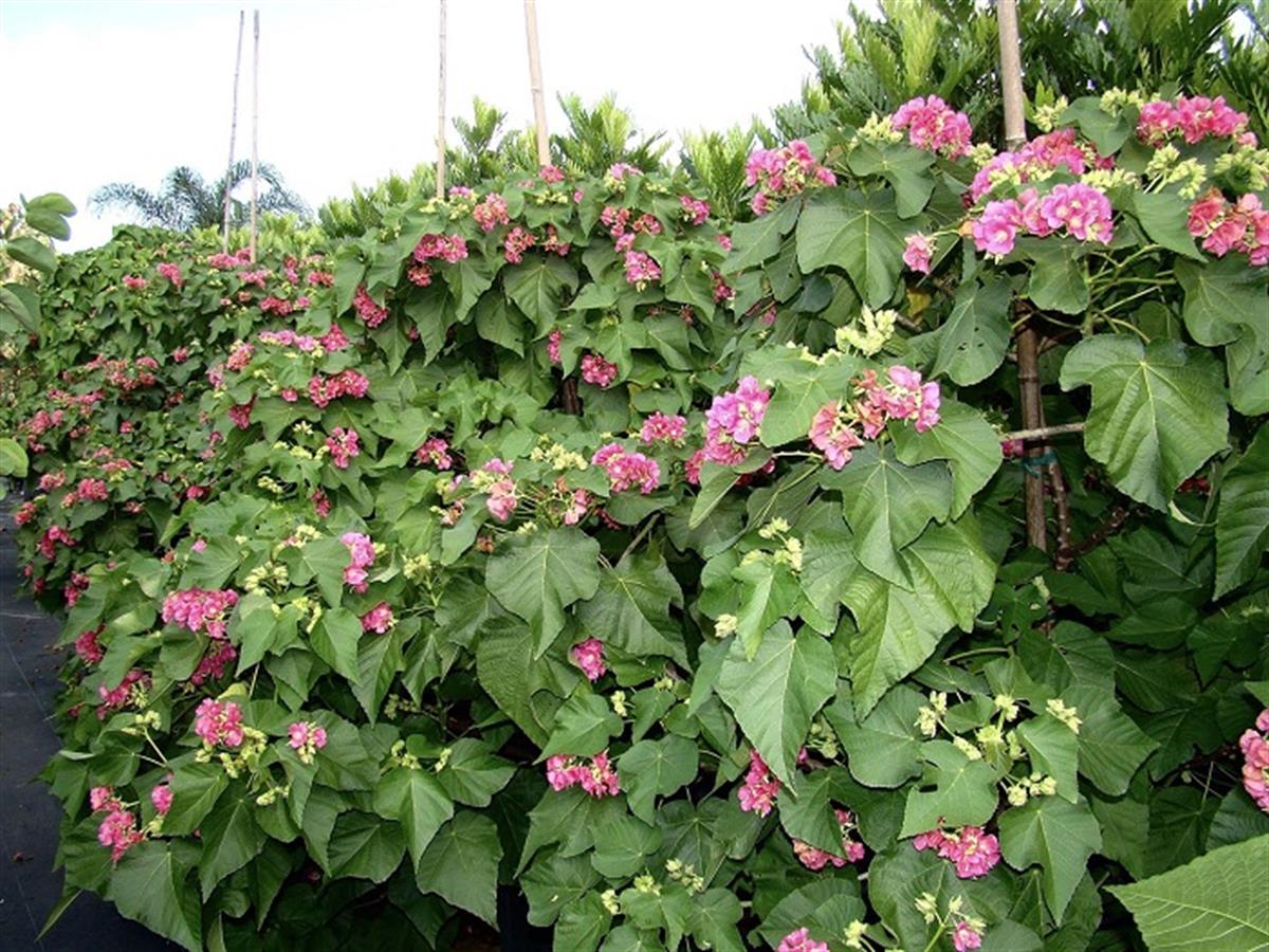 Dombeya burgessiae Dombeya fidanı