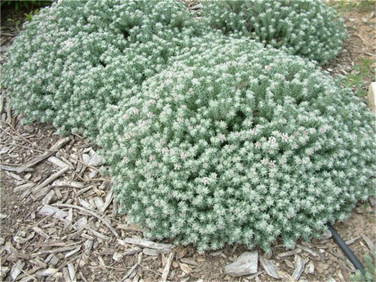 Dorycnium hirsutum kanarya yoncası fidanı