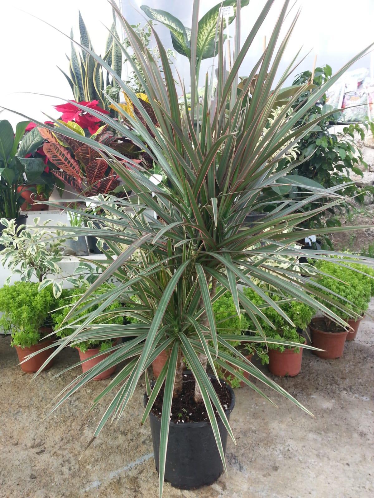 Dracaena marginata Bicolor Dracena Bitkisi