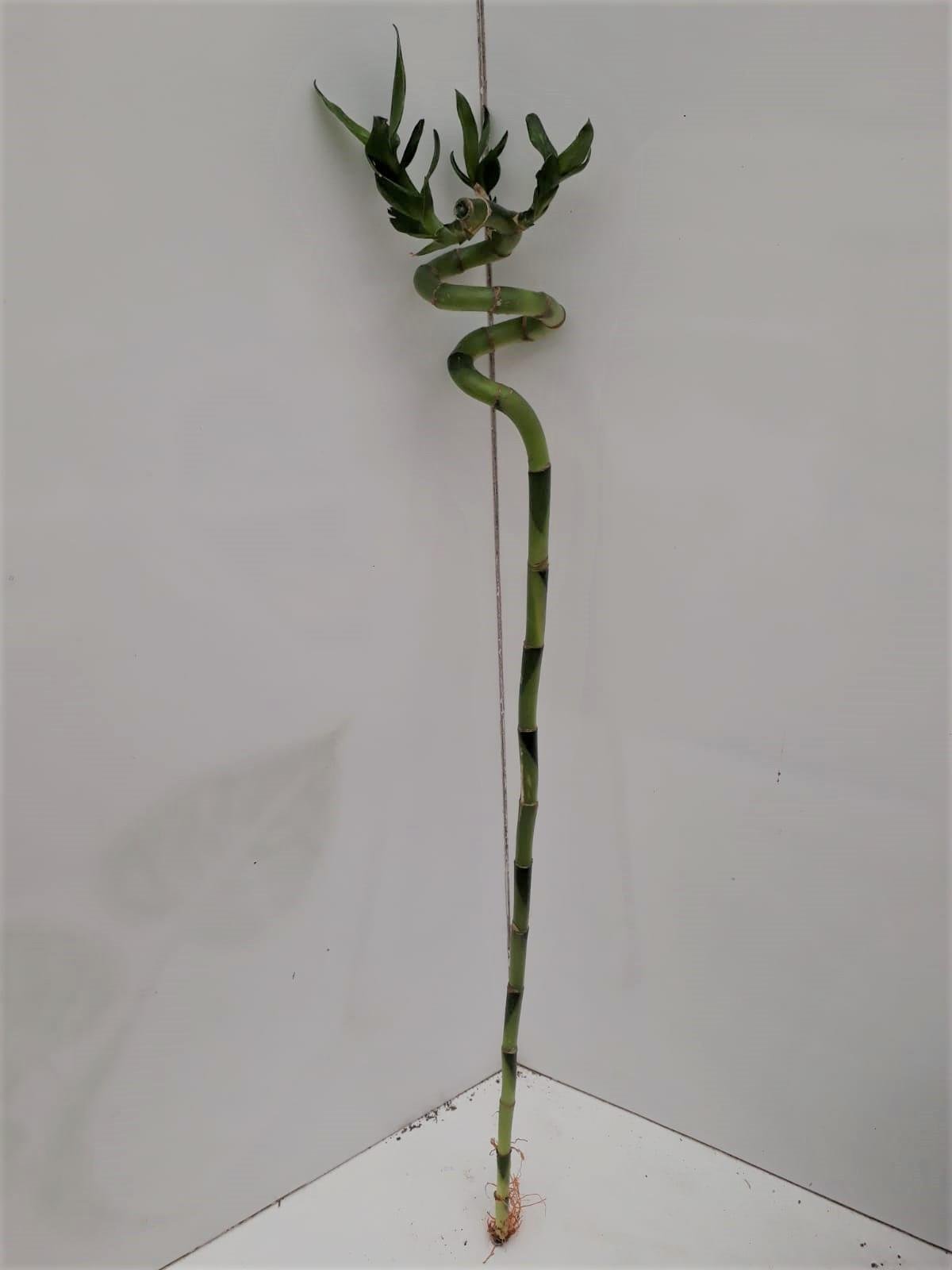 Dracaena sanderiana Şans Bambusu