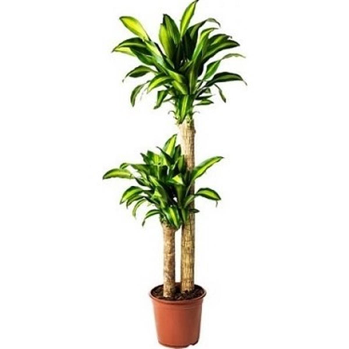 Dracena messengena