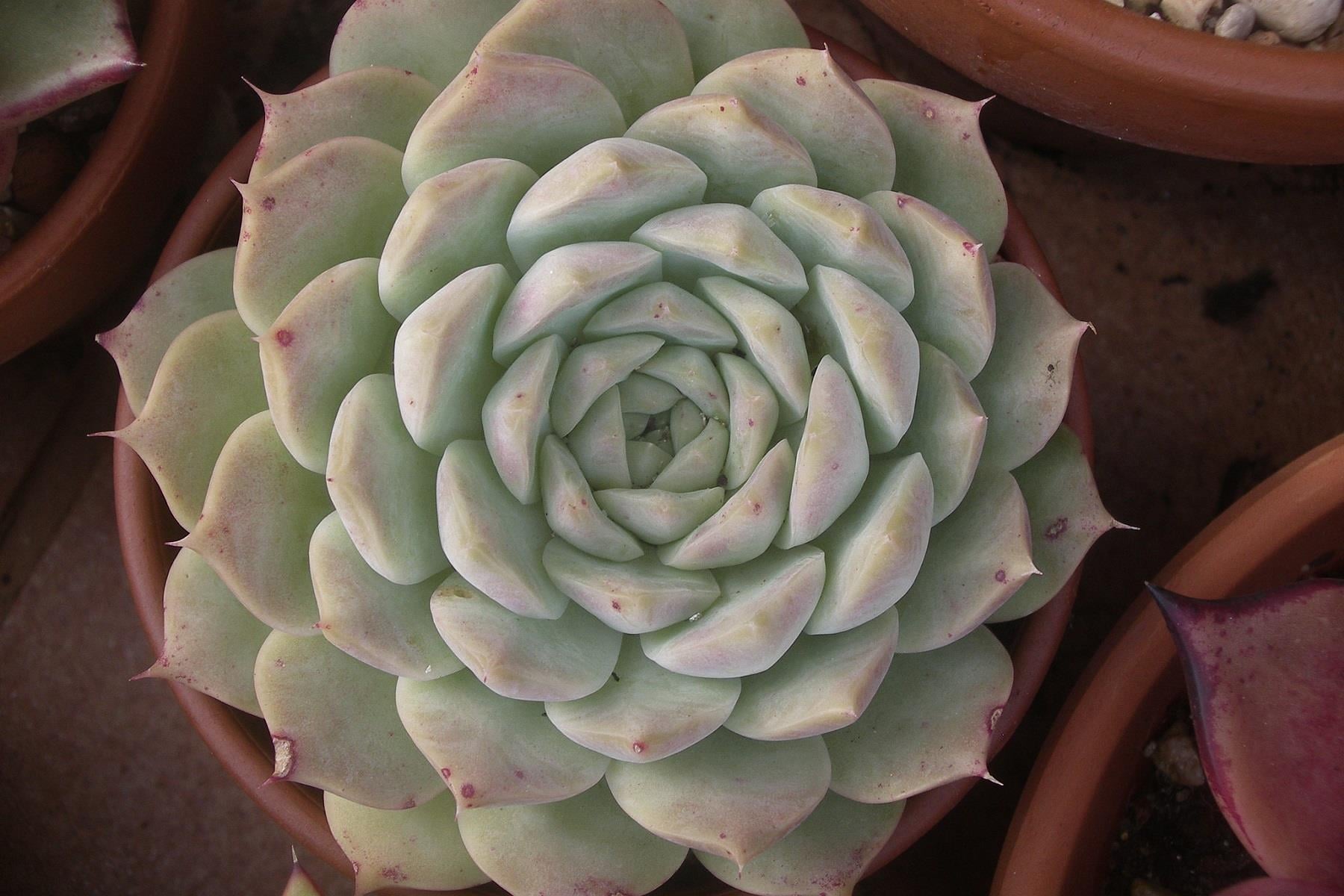 Echeveria elegans fidesi