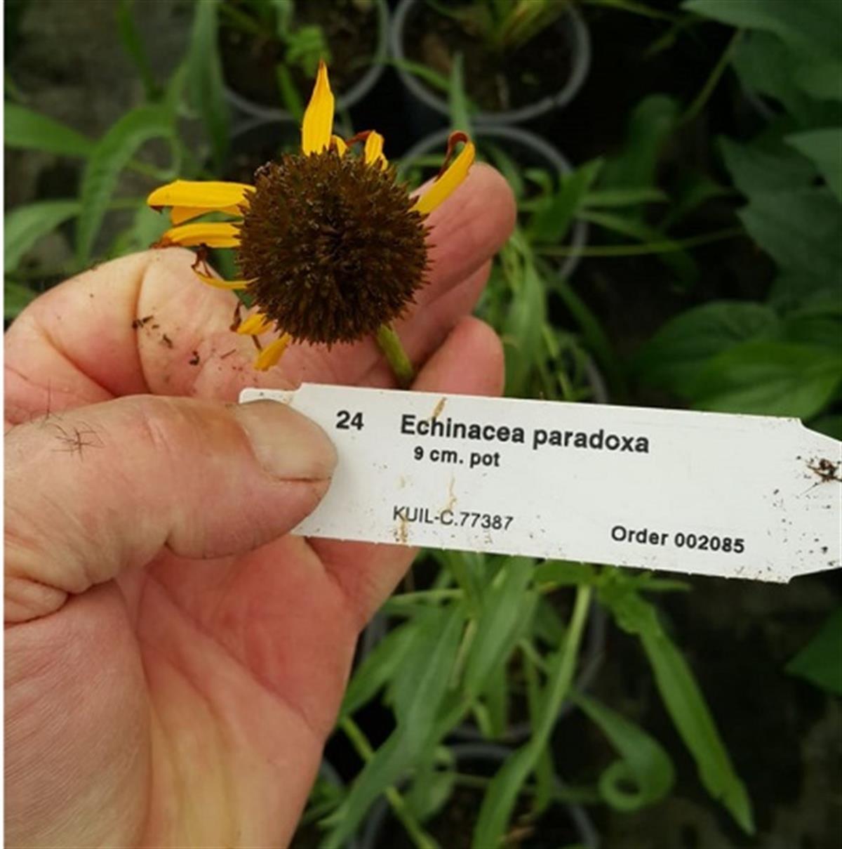 Echinacea paradoxa Ekinezya fidesi