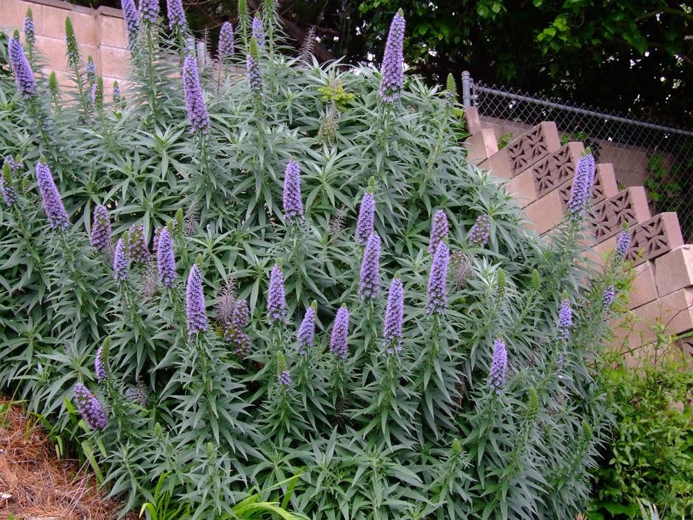 Echium candicans Mavi Ejder otu