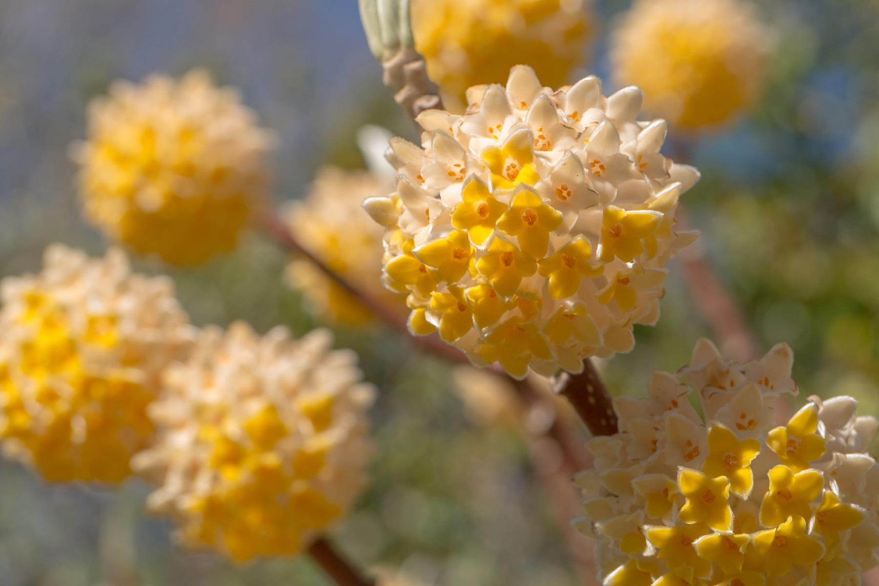 Edgeworthia chrysantha Kağıt Çalısı