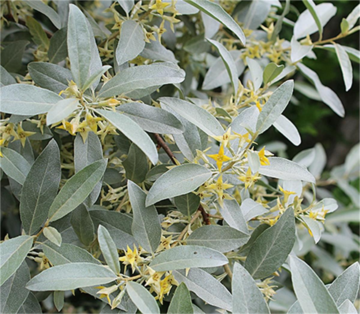 Elaeagnus commutata Silverberry Gümüşi Amerikan iğde fidanı