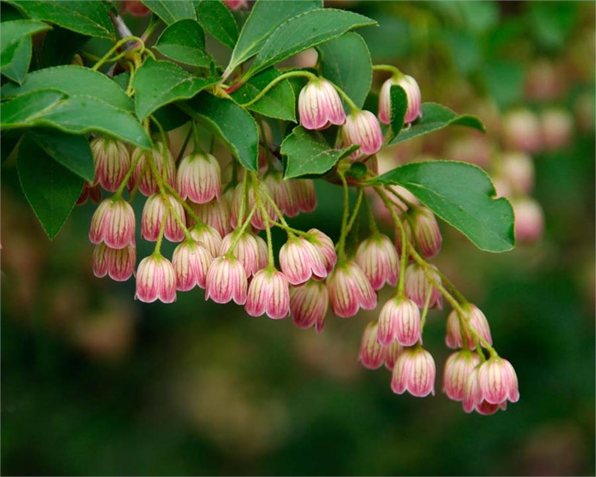Enkianthus campanulatus Kırmızı Çan Çalısı fidanı