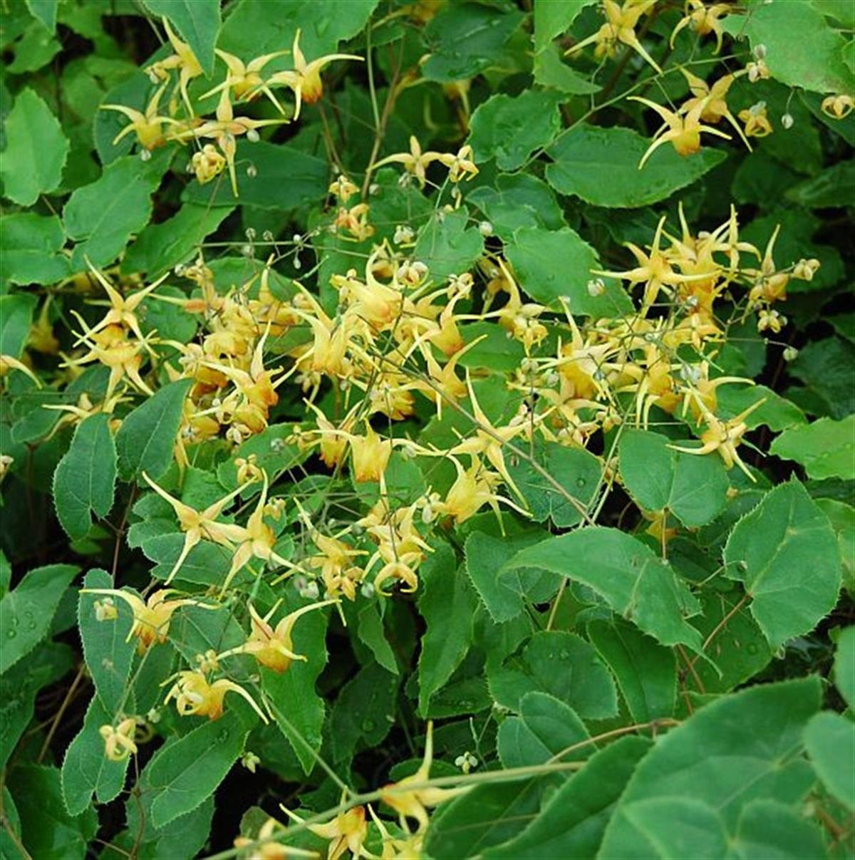 Epimedium Amber Queen keşiş külahı az gın teke otu fidesi