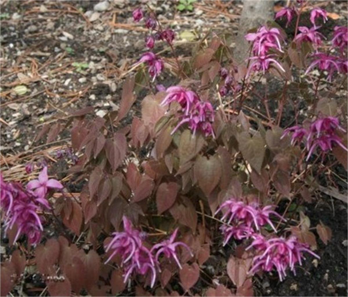 Epimedium grandiflorum Red Beauty keşiş külahı az gın teke otu fidesi