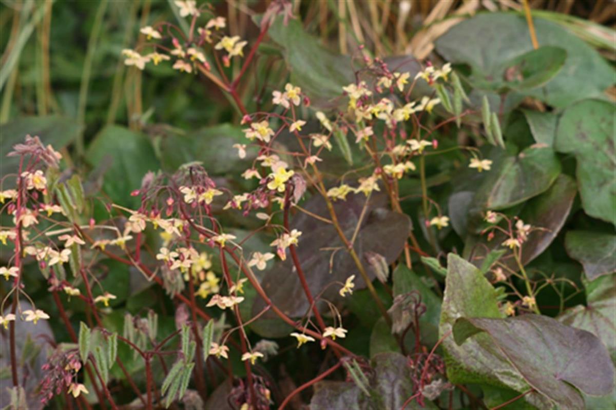 Epimedium pinnatum Black Sea keşiş külahı az gın teke otu fidesi
