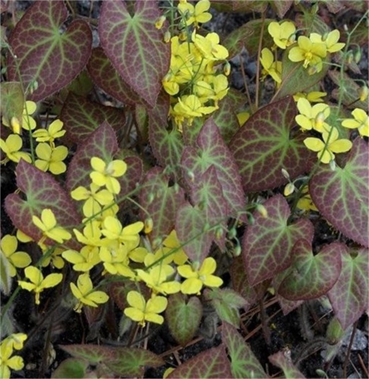 Epimedium x perralchicum Frohnleiten keşiş külahı az gın teke otu fidesi