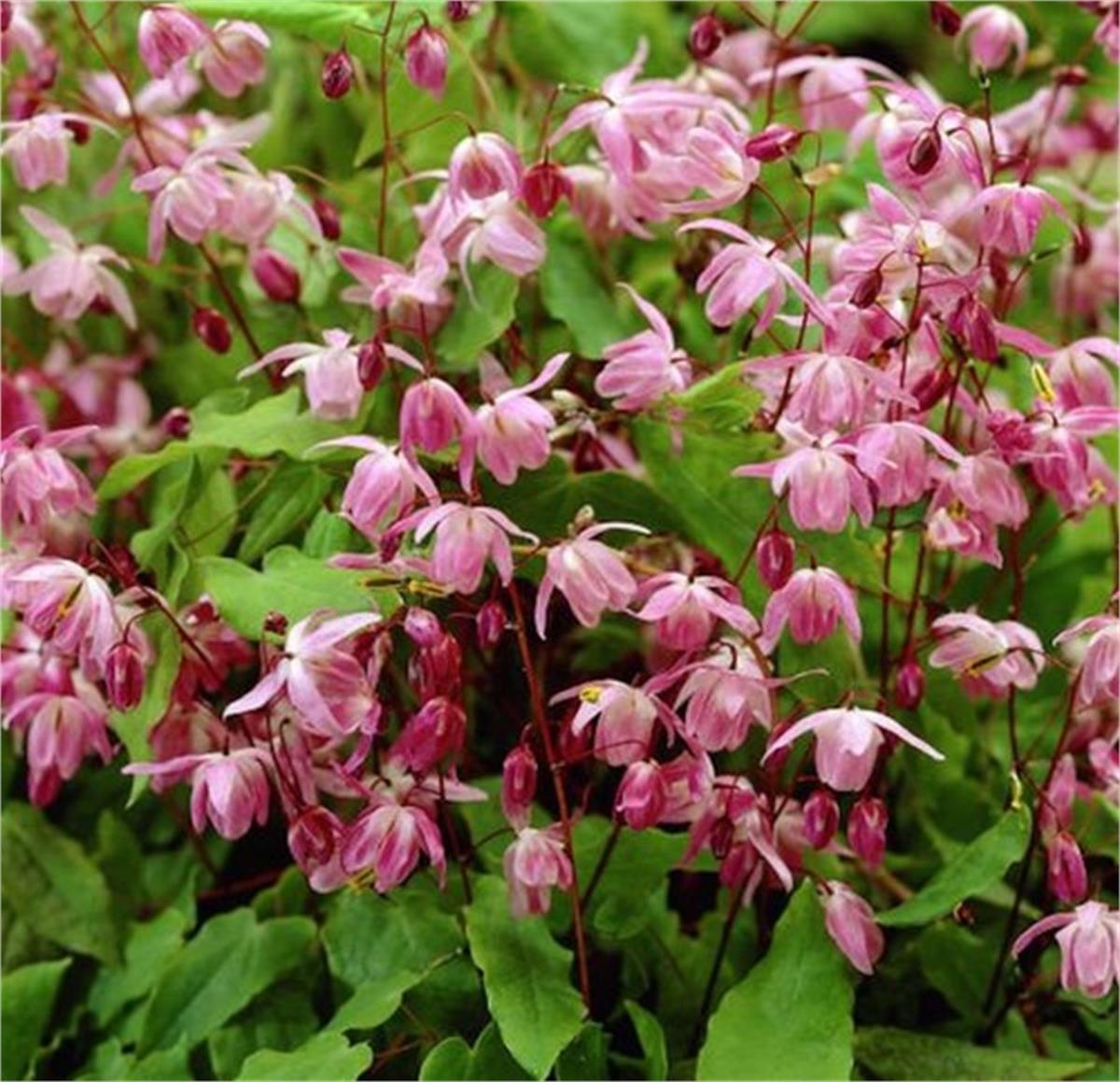 Epimedium youngianum Roseum keşiş külahı az gın teke otu fidesi