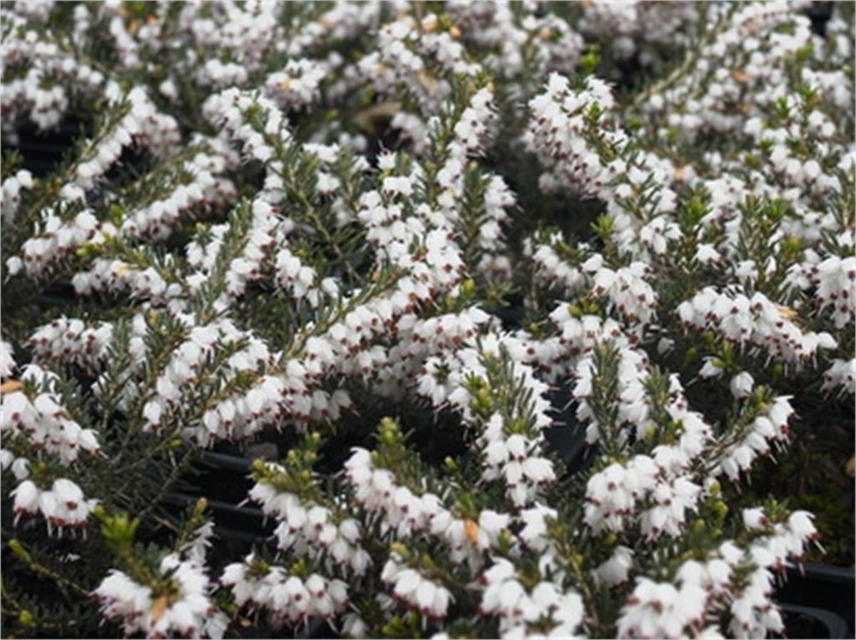 Erica darleyensis Silberschmelze Beyaz Funda çiçeği fidesi