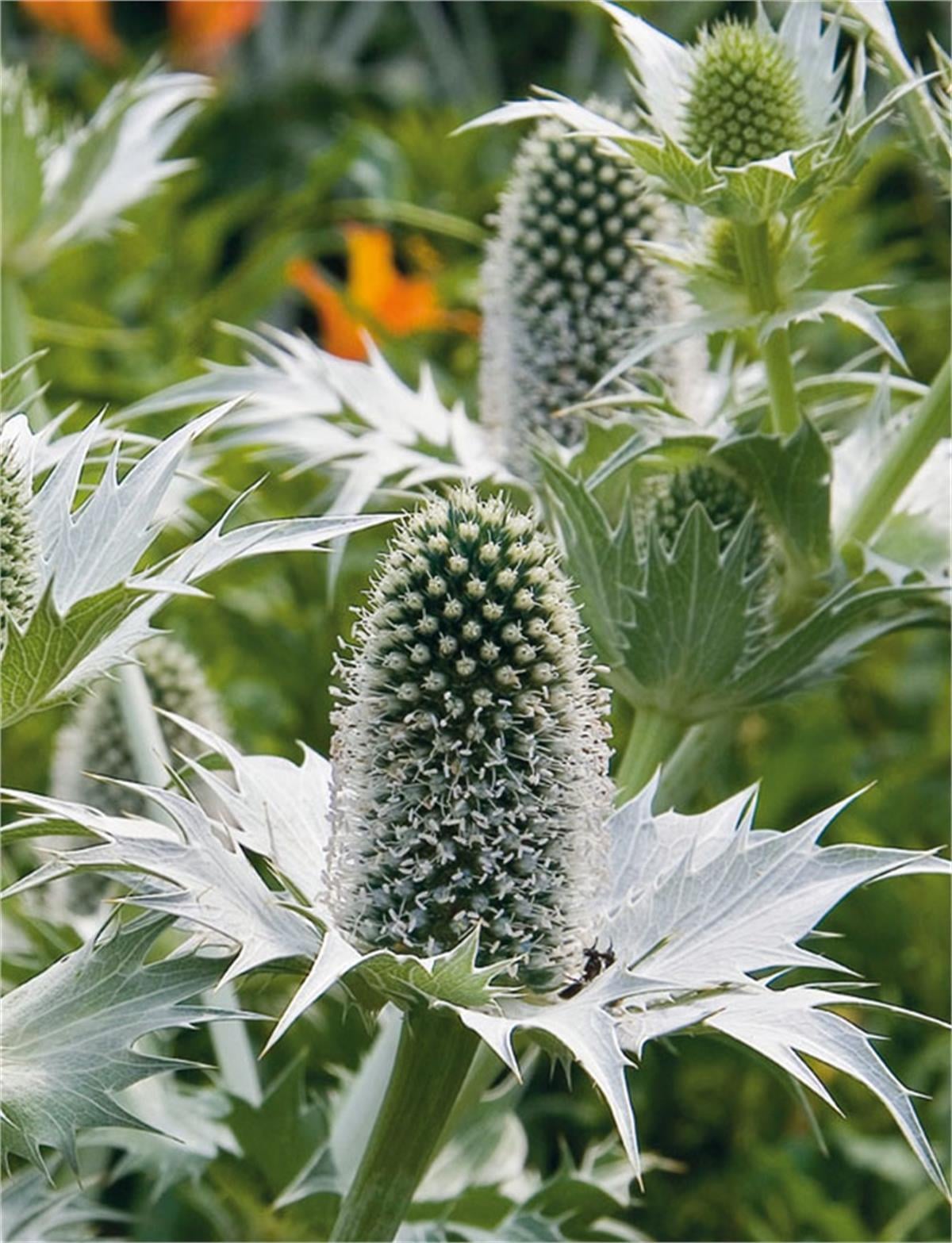 Eryngium white Giant Boğa Dikeni fidesi
