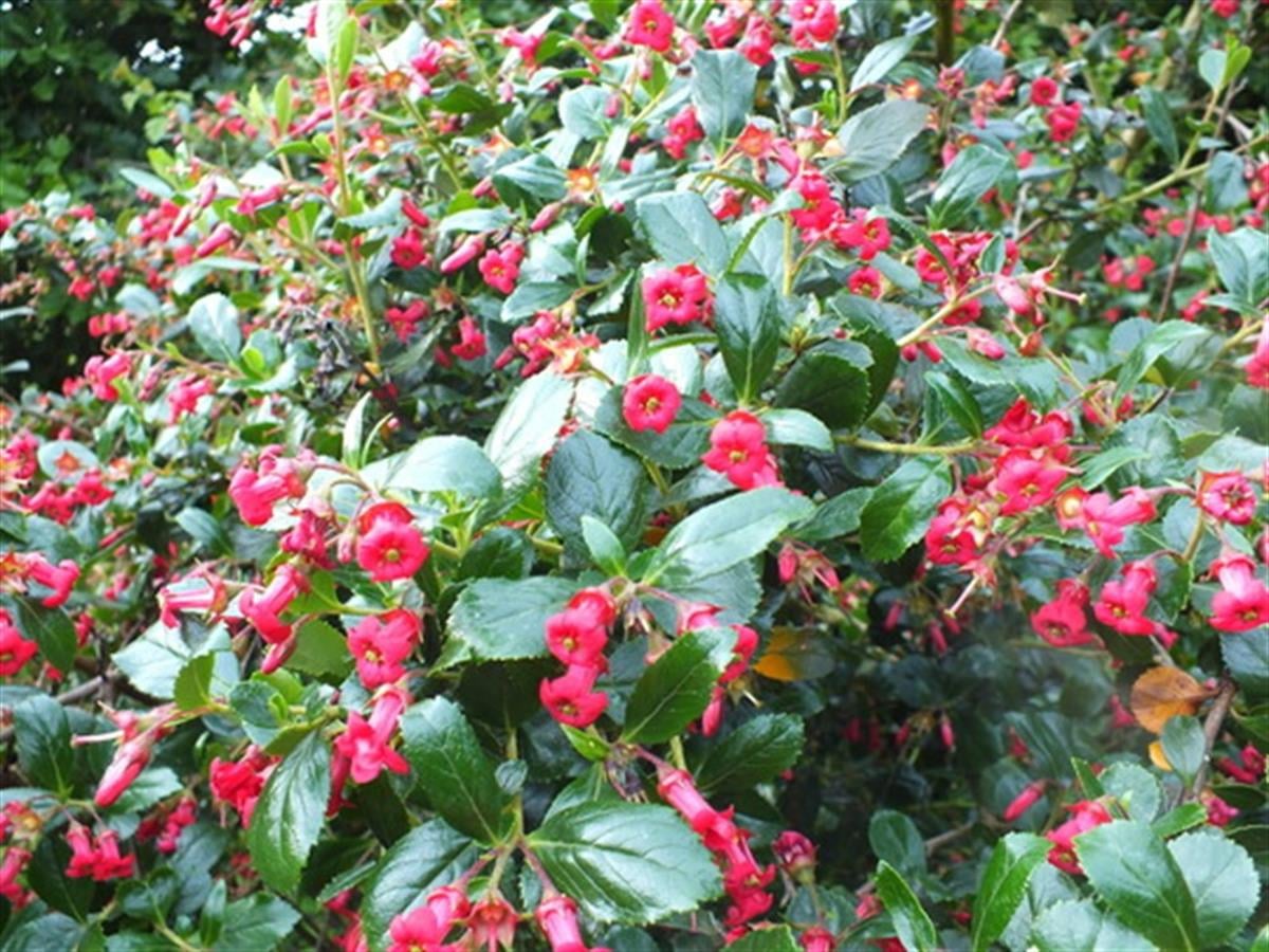 Escallonia Crimson spire Eskalonya eskolonya fidan